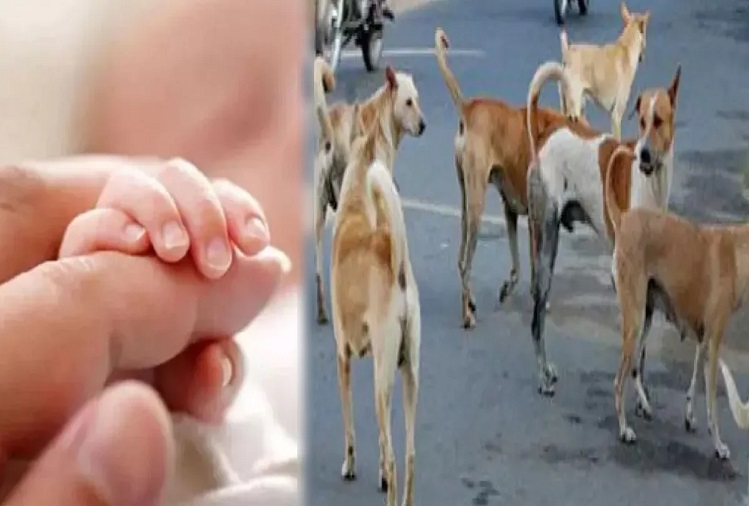 Rajasthan: A heart-wrenching incident came to the fore in Sirohi, dogs scratched a one-month-old baby, cut it into five pieces