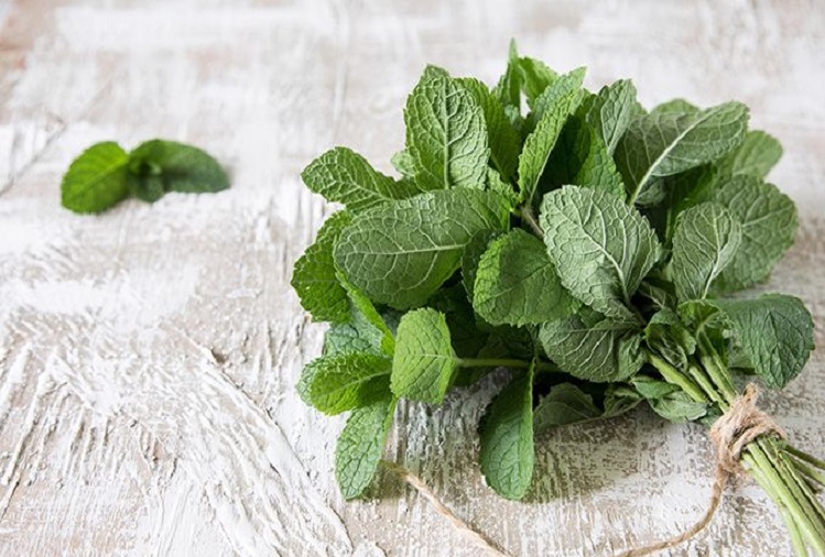 Health Tips : The use of mint is beneficial for health