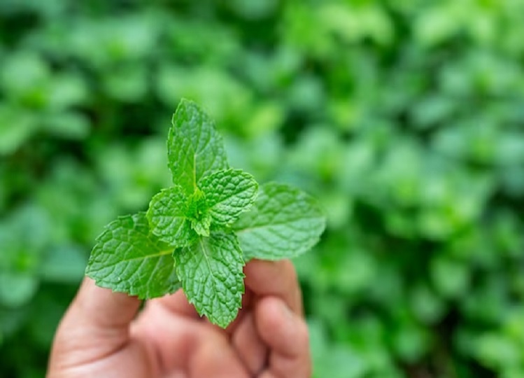 Health Tips: Mint is helpful in reducing high fever, consume it in this way