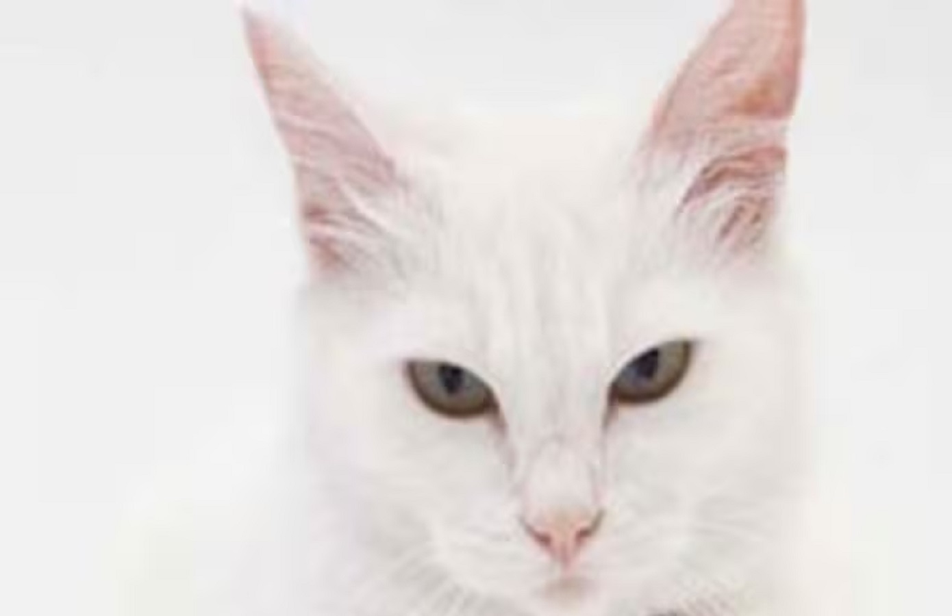 This cat predicts death