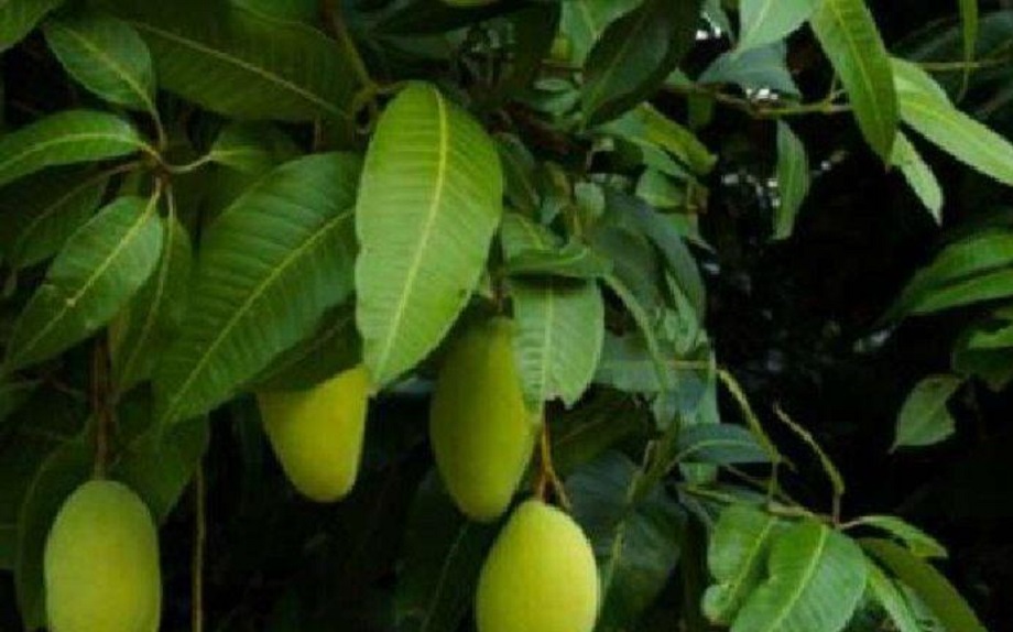 Hair Care Tips: Mango leaves cure many types of hair related problems, use them in this way