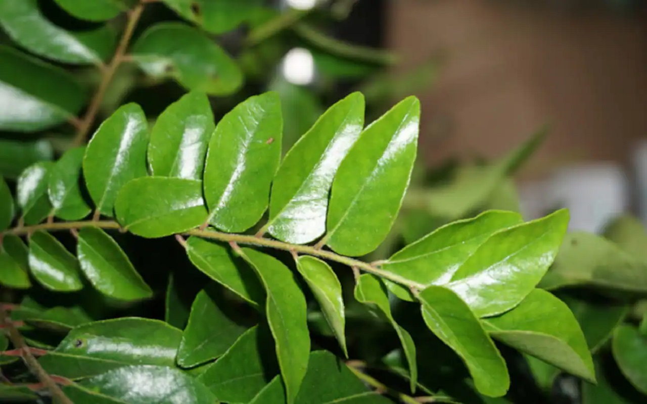 Health Tips: If you use curry leaves, you will get these benefits along with weight loss.