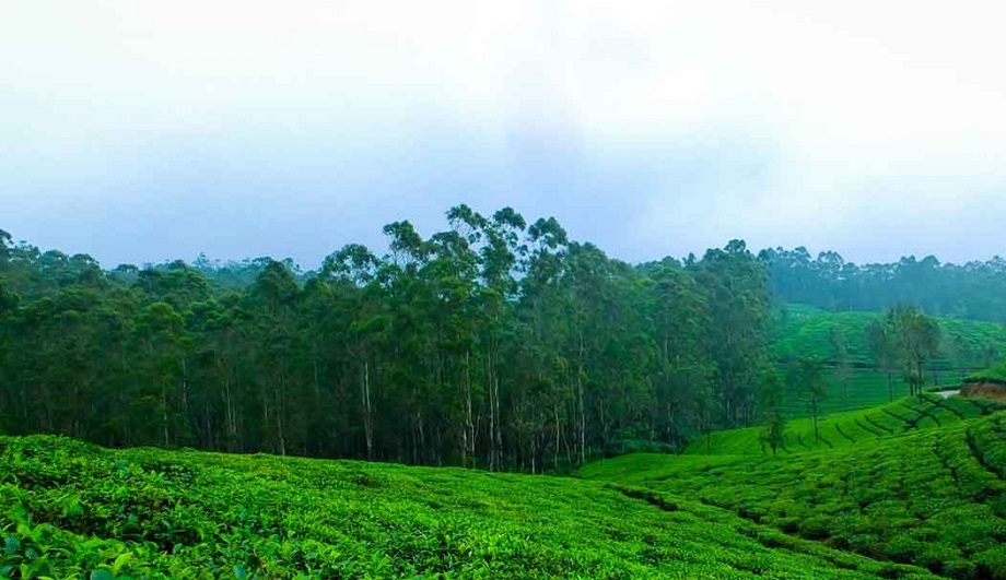 Travel Tips: Doodhpathri Hill Station is very beautiful, make a plan to visit it