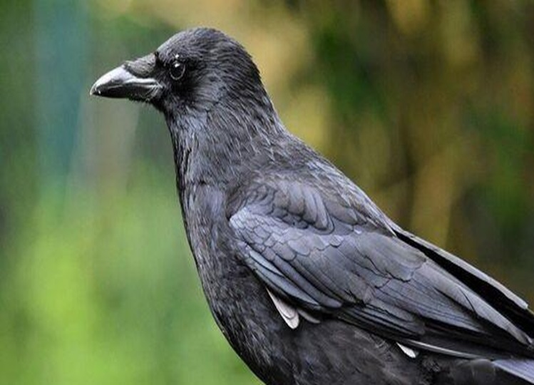 Vastu Tips: Is it auspicious or inauspicious if a crow comes to your house and cackles? Know here