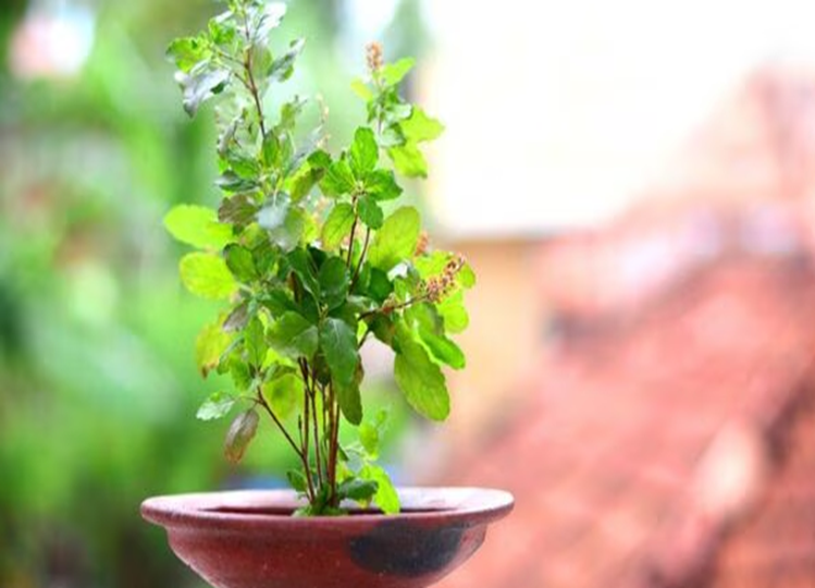 Vastu Tips: How many Tulsi plants are auspicious to keep in the house? Know what Vastu says