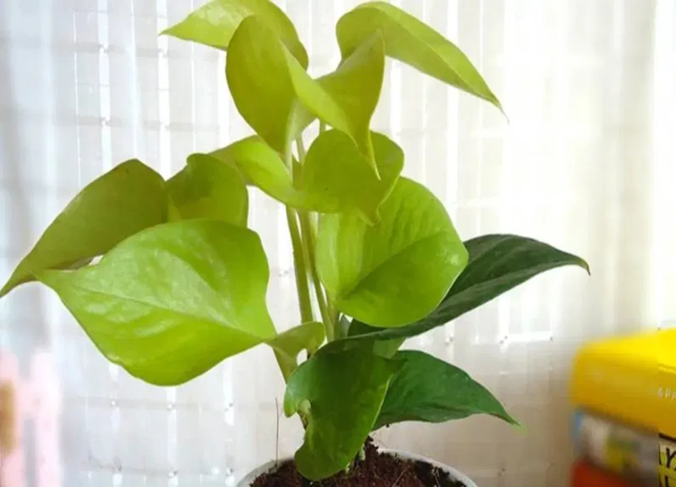 Planting this one plant will help you get rid of financial crisis, click here to know more