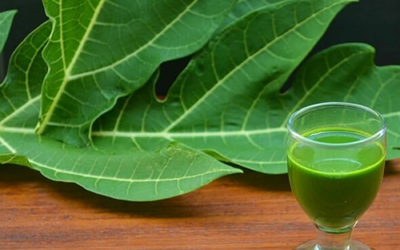 Recipe of the Day: Papaya leaf juice is beneficial in dengue, make it in this way