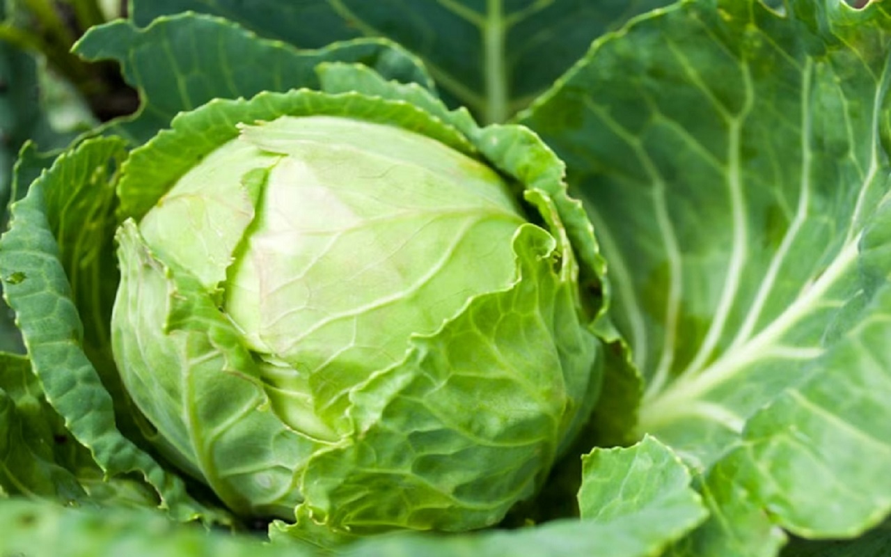 Beauty Tips: This skin toner made from cabbage enhances the beauty of the face, make it in this way
