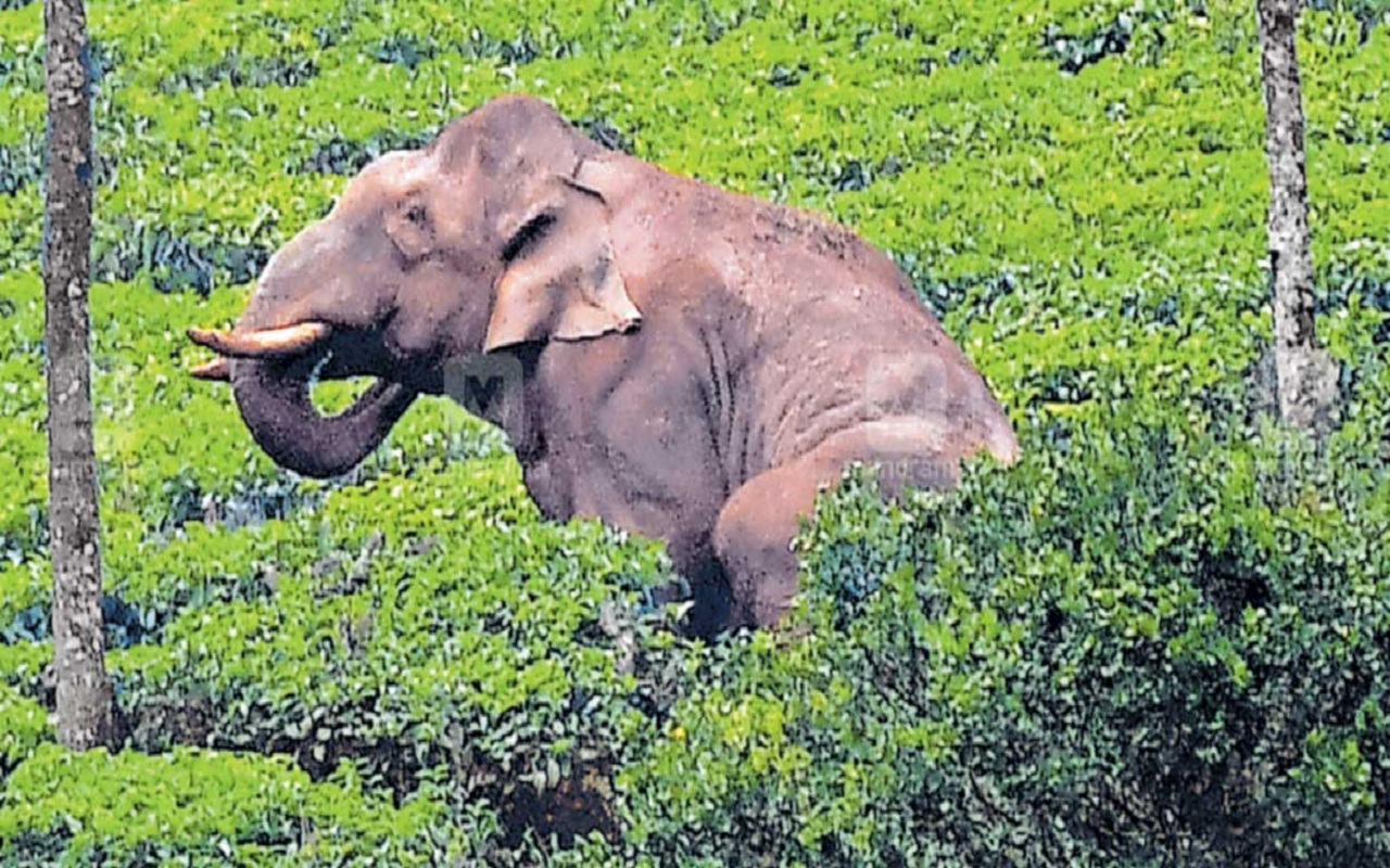 Wild elephant Arikomban detected, to be shifted elsewhere