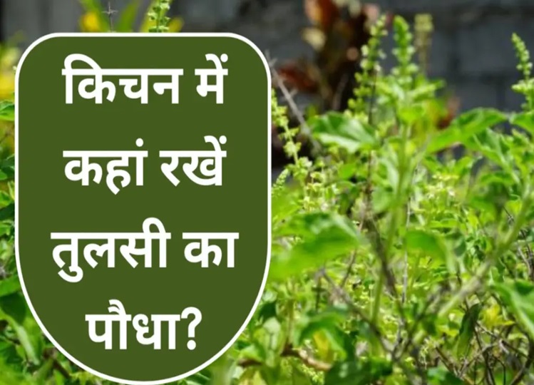 Vastu Tips: Where should the basil plant be kept in the kitchen? Also read Vastu related to basil