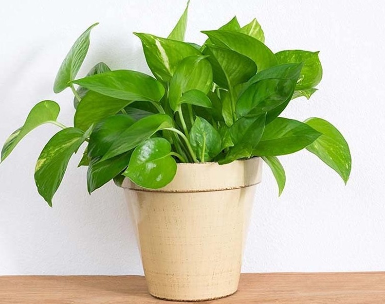 Vastu Tips: Plant this plant in your house, it will rain money