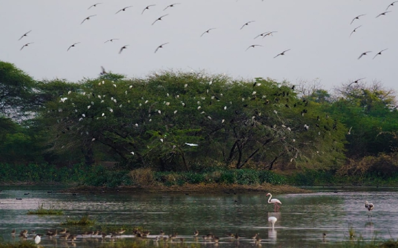 Rajasthan: Send proposals for wetlands of Kota ponds to the government