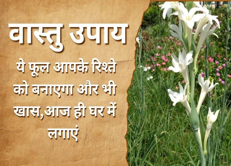 Vastu Tips: If there is discord in the relationship of husband and wife, then this plant will remove all the problems