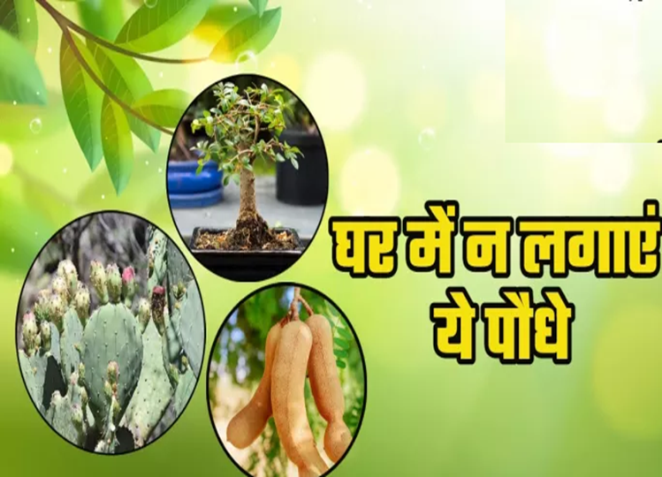 Vastu Tips: These 5 plants should not be planted in the house even by mistake, otherwise there will be negative energy all around