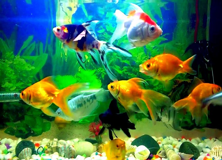 Vastu Tips: Keep a fish aquarium in your home today, you will be surprised to know the benefits