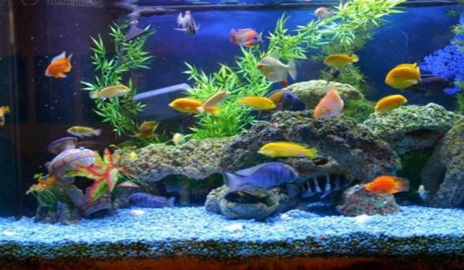 Vastu Tips: Keeping a fish aquarium at home gives these benefits, do this today