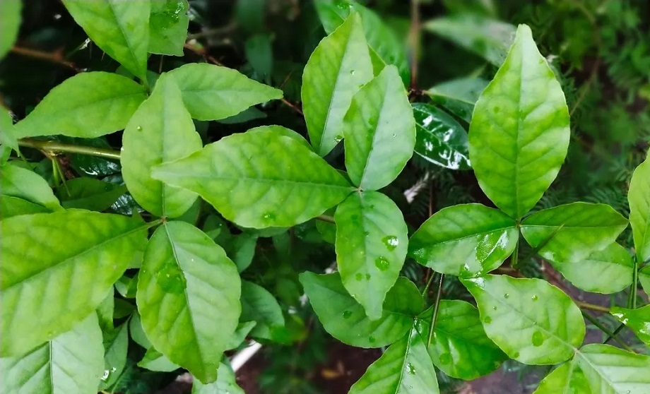 Health Tips: Belpatra is very beneficial for diabetes patients, consume it in this way