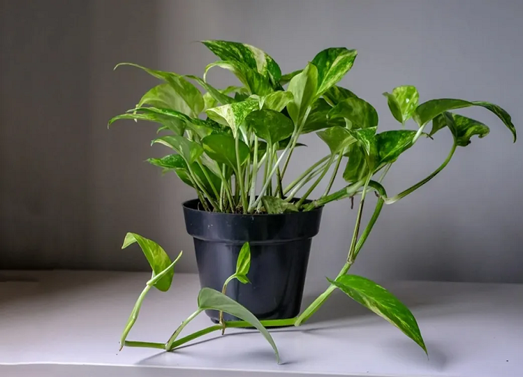 Vastu Tips: Have you also planted a stolen money plant in your house? Know whether you should do this or not according to Vastu