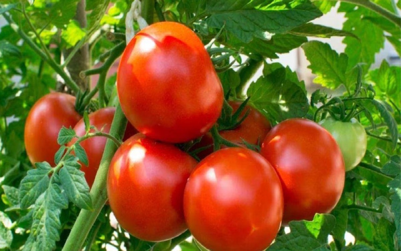 Health Tips: Consumption of tomato will give you many benefits, include it in your diet.