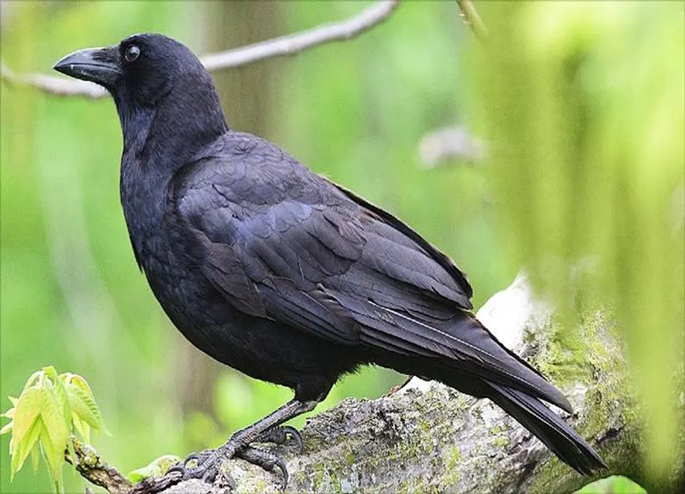 Offbeat: Does a crow indicate death? Know these good and bad omens