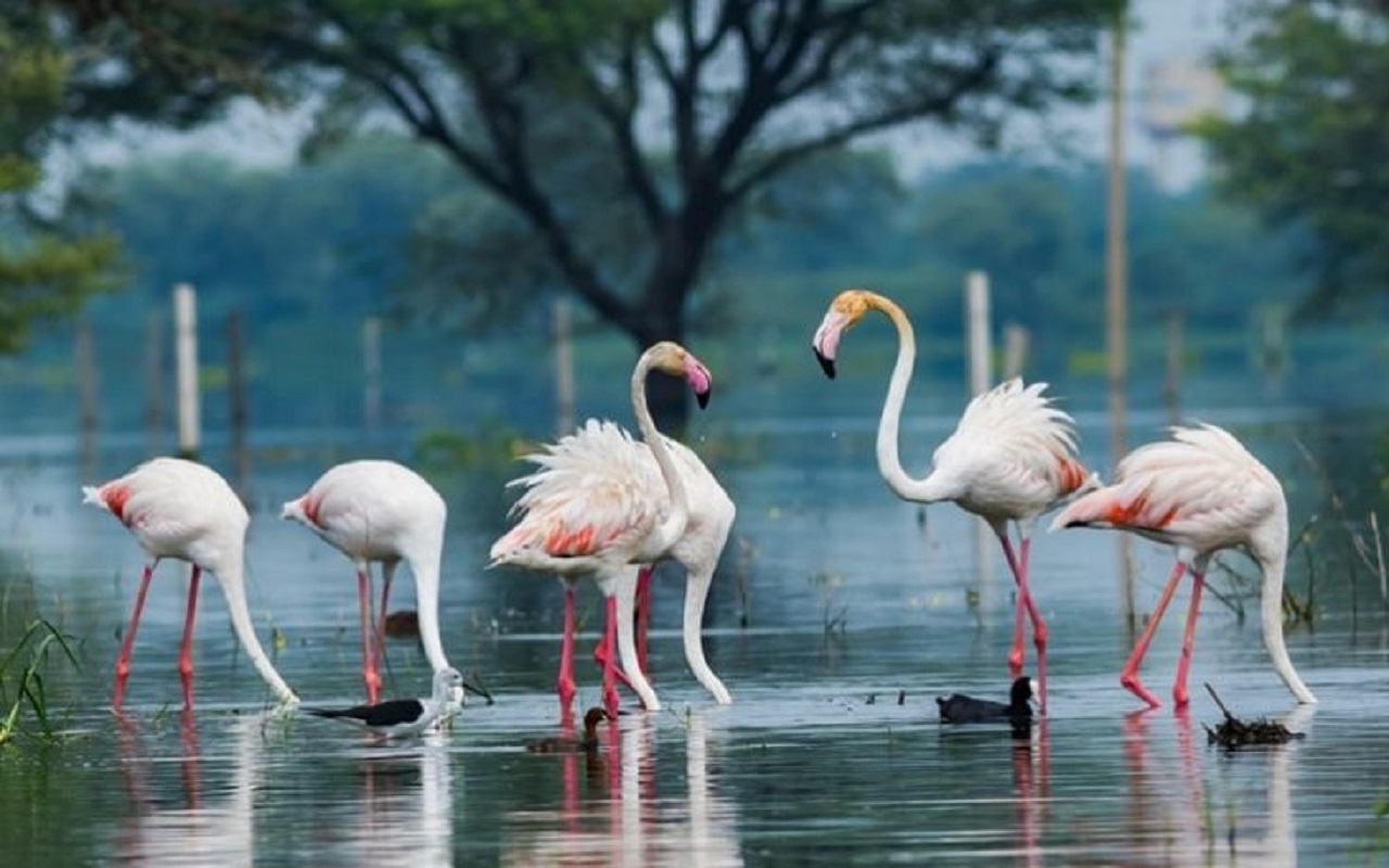 Travel Tips: Make a plan to visit Bharatpur this month, this is why it is very famous