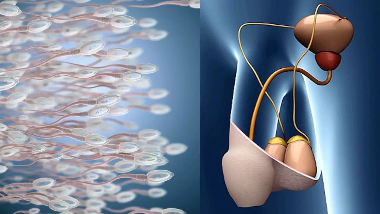 One should never stop the semen flow. A man makes the biggest mistake by stopping the flow of semen in his body. Know how?