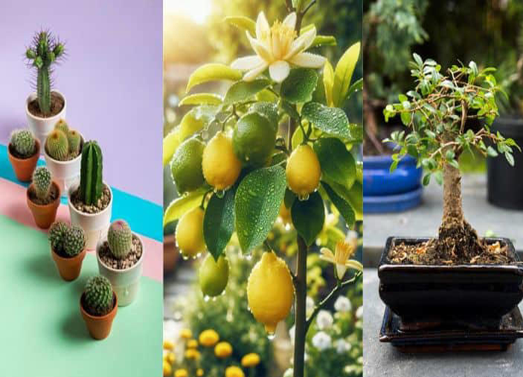 Bad Luck Plants: Never plant these plants in your house, otherwise you will have to suffer