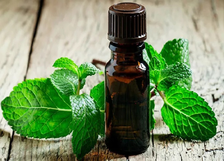 Health Tips: Peppermint oil will give you relief from headache to migraine
