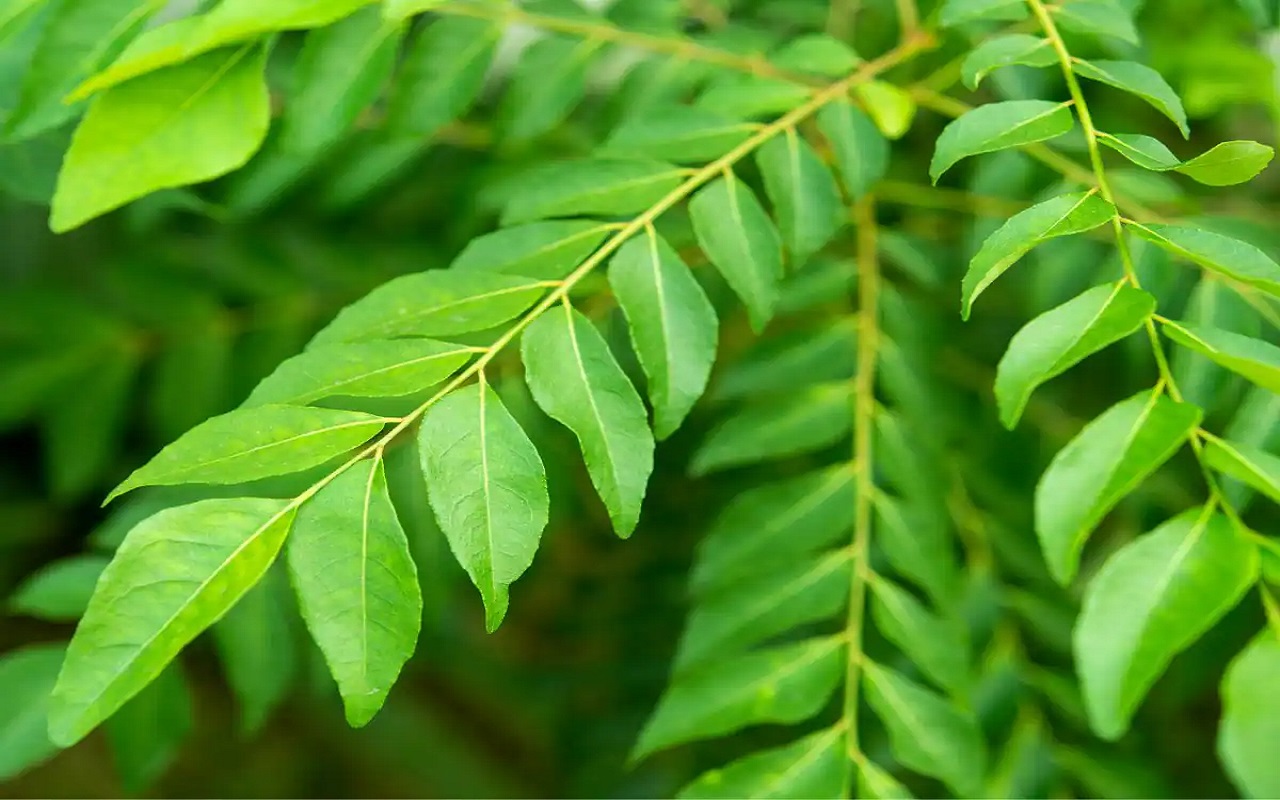 Health Tips: Curry leaves are very useful for health, they keep high BP under control.