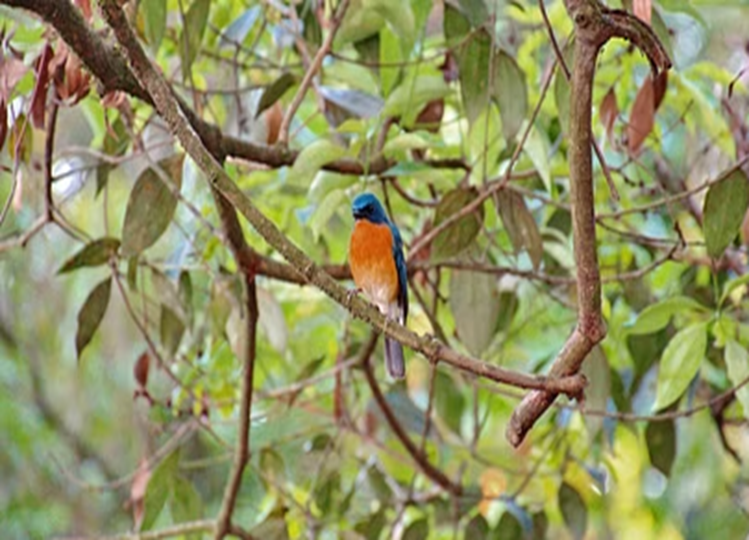 Vastu: If this bird comes to your house, it is very auspicious, luck opens up