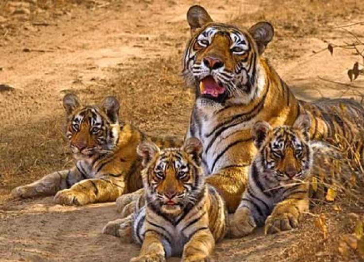 Travel Tips: Visit Sariska to see wildlife, this will make the tour memorable