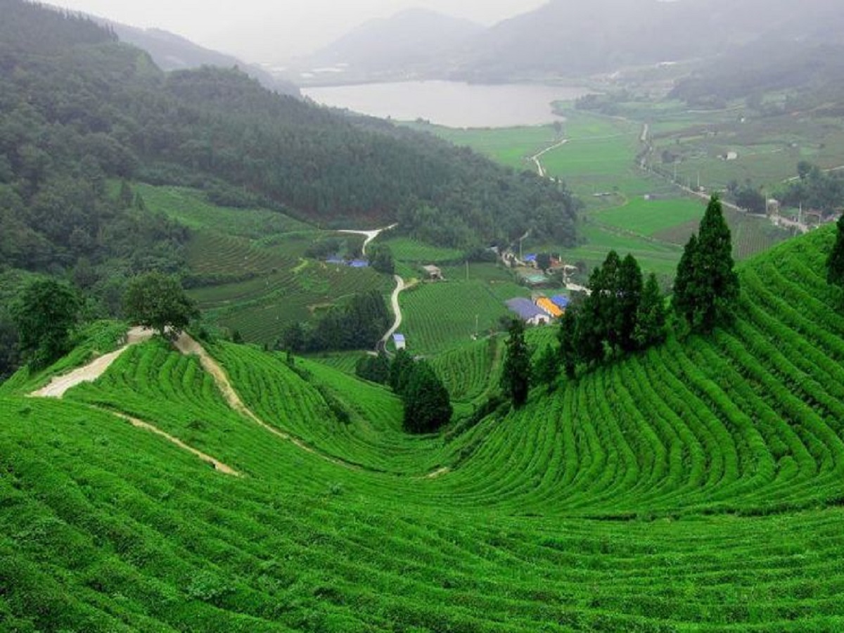 Travel Tips: Visit Siliguri with your partner, this will make your tour memorable