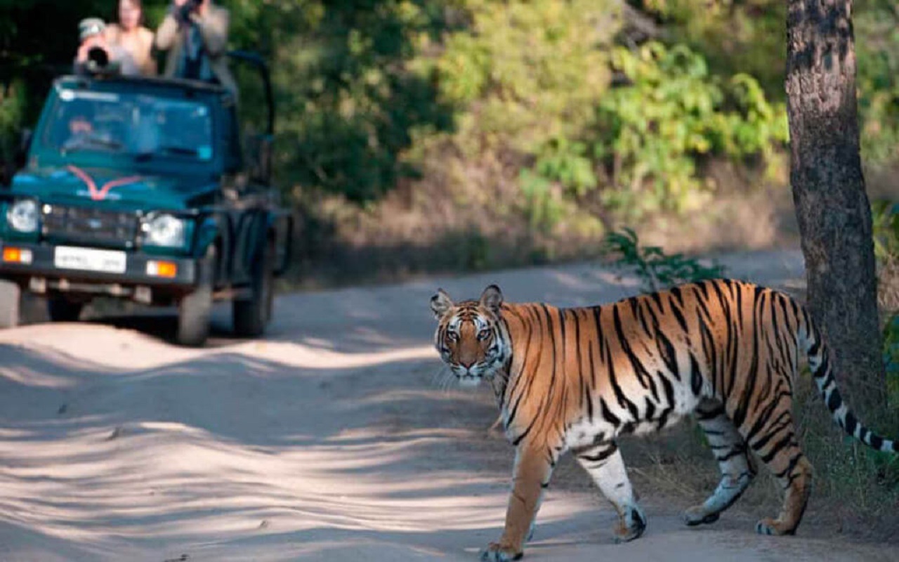 Travel Tips: If you want to do Tiger Safari then you can also go to these places