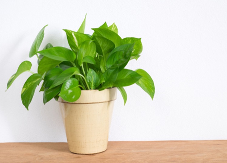 Vastu Tips: Plant a money plant in this direction of the house, there will be rain of money in the house