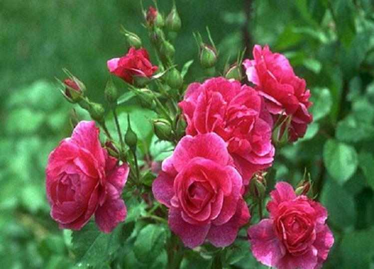 Vastu Tips: Do this Vastu remedy related to rose flower on Friday, you will get financial benefits