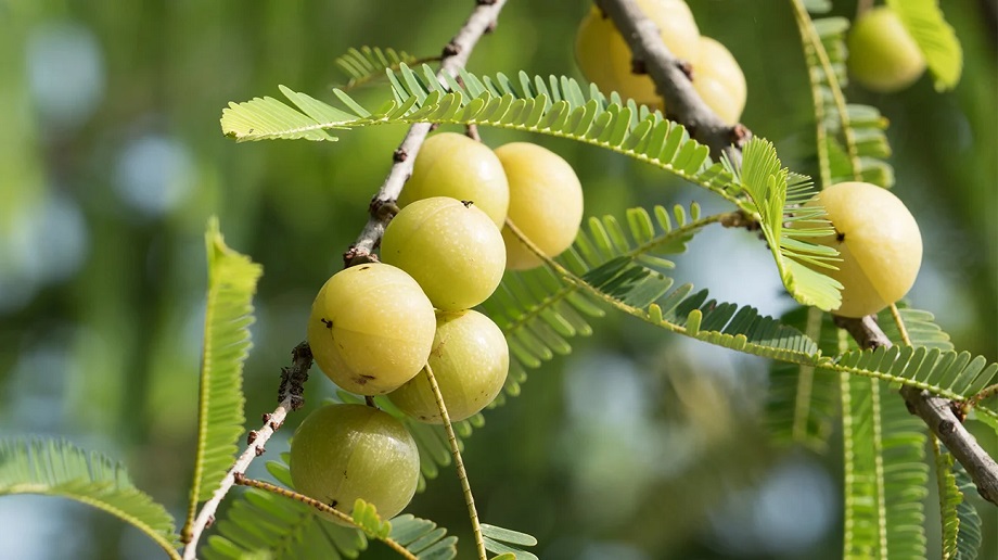 Health Tips: Consume one Indian gooseberry every day, the risk of these problems will be reduced