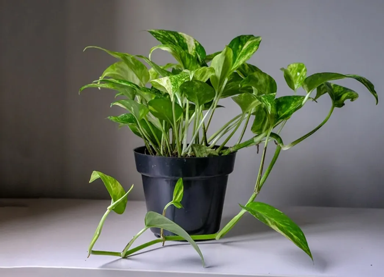 Vastu Tips: Have you also planted a stolen money plant in your house? So know whether it is right to do so according to Vastu