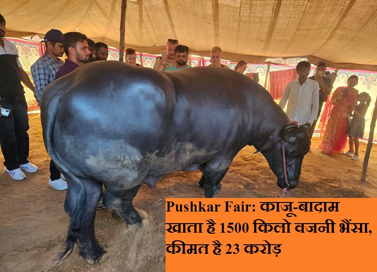 Pushkar Fair: A buffalo weighing 1500 kg eats cashews and almonds, its cost is Rs 23 crore, this is its diet