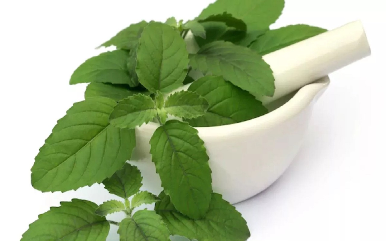 Health Tips: You will be surprised to know the benefits of Tulsi leaves, will start consuming from today itself