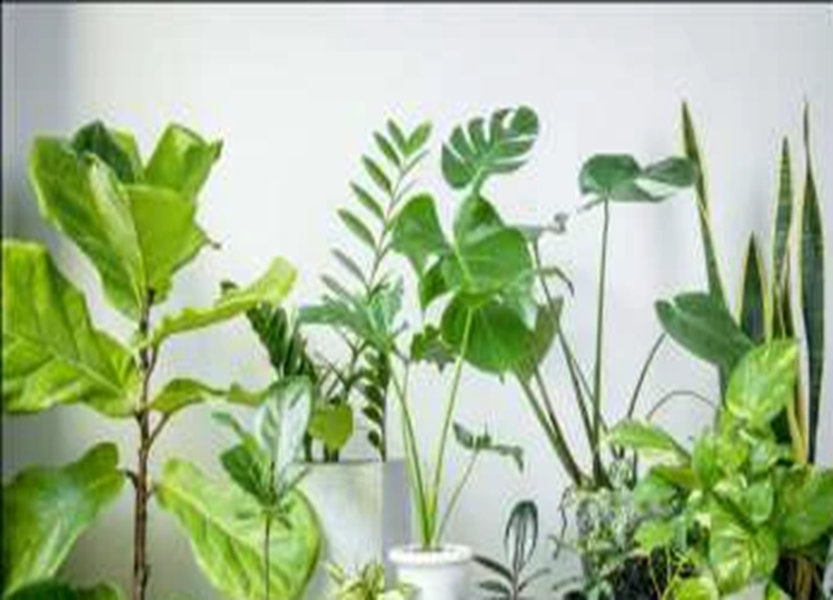 Vastu Tips: Plant these 5 plants in your house before Diwali, they will attract money like a magnet, there will be abundance