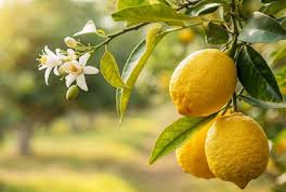 Beauty Tips: Lemon will enhance the beauty of your face, use it with this thing