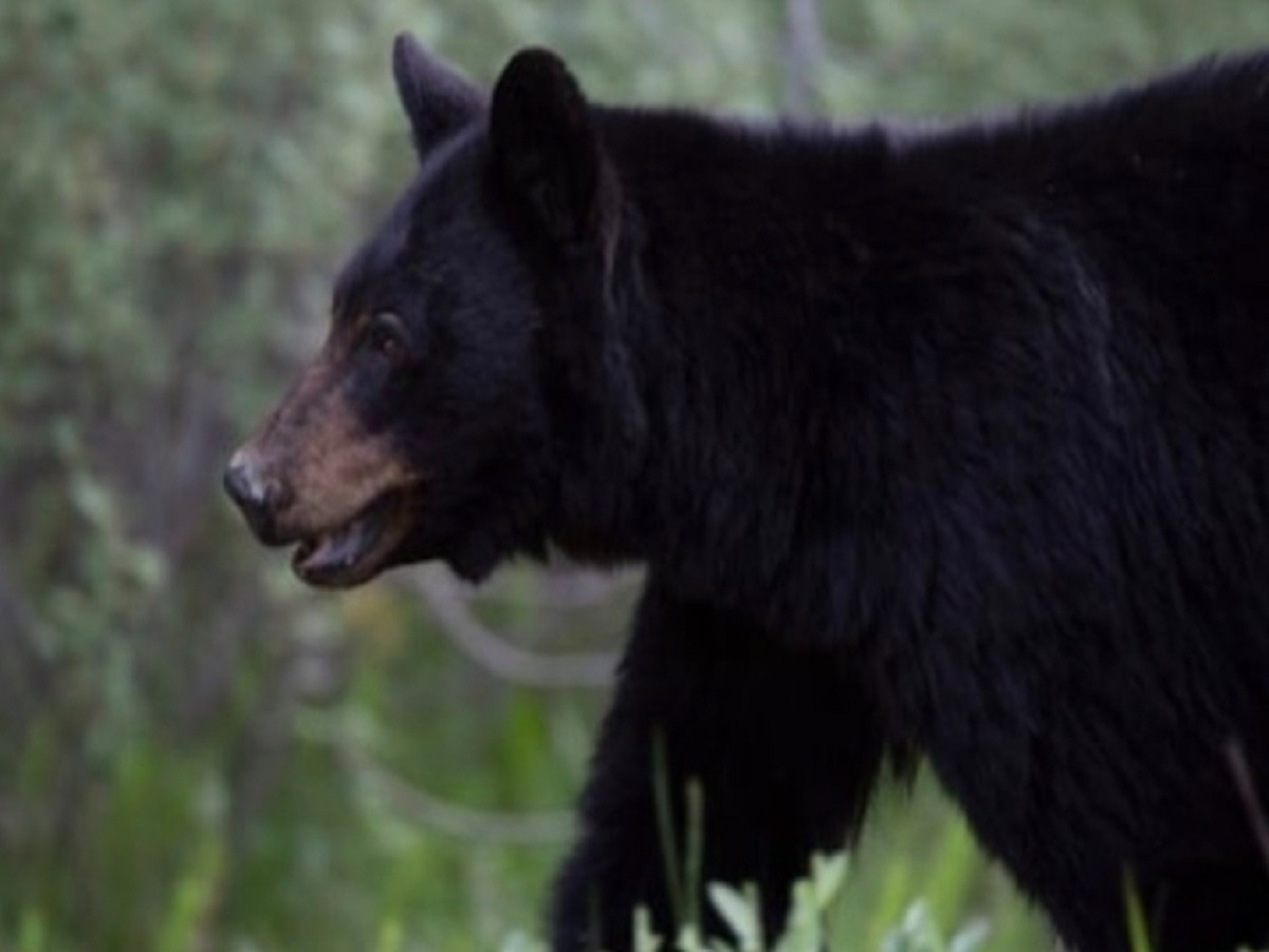 Indian Youth Dies in Bear Attack in Canada