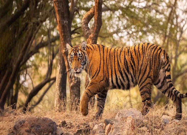 Travel Tips: Visit Ranthambore in summer season, this will make the tour memorable
