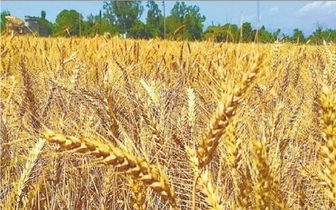 Jammu and Kashmir: Wheat crop harvesting in full swing in the 'buffer zone' located on the Indo-Pak border