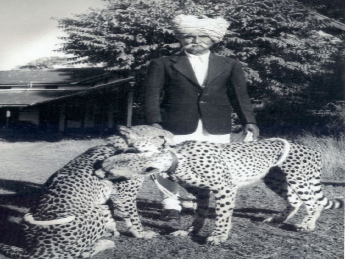 History of Jaipur: Jaipur residents used to play with cheetahs in the open
