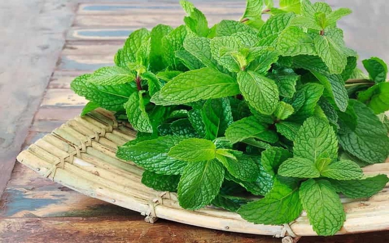 Health Tips: You will also be happy knowing the benefits of peppermint, will start using it from today itself.