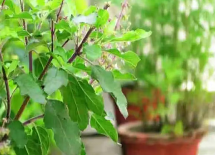 Vastu Tips: If you are also planting a Tulsi plant in your house, then know the best day to plant it, happiness and prosperity will remain