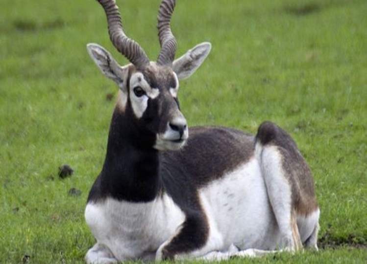 Why does the Bishnoi community worship the black deer like God? Know the reason