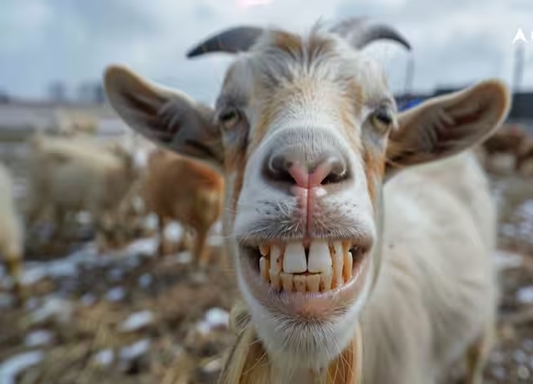 Why are the teeth of goats counted before sacrifice on Bakrid? Know the reason