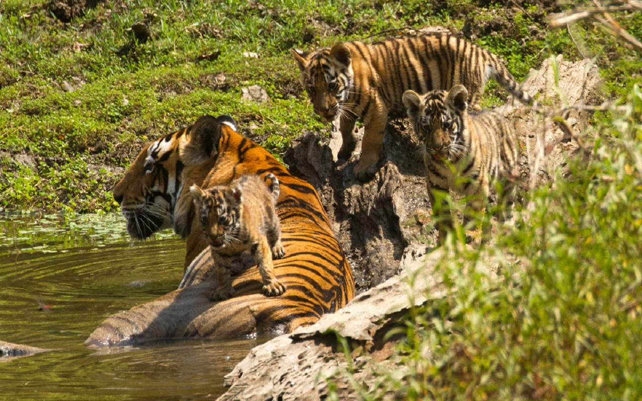 Maharashtra: Tigress gives birth to four cubs in Navegaon Nagzira Tiger Reserve